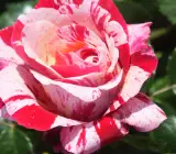 Abracadabra Rose Grafted Plant
