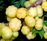 Hybrid Star Gooseberry Plant
