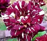 Abracadabra Rose Plant