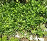 Sweet Chinese orange Fruit plant