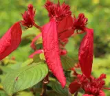 Mussaenda flower plant (Red)