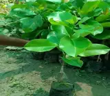 KG-10 Jamun Live Fruit Plant – Large Sweet & Juicy Black Jamun