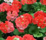 PRIMULA OBCONICA FLOWERING PLANT(RED)
