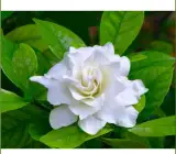 Raaj Tagar Flower Plant