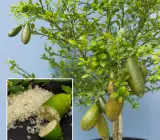 Australian finger lemon plant