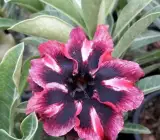 Adenium Rose VarietY Grafted Plants