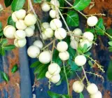 White Longan Grafted Fruit Plant – Premium Dimocarpus Longan Live Plant