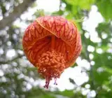Lantern hibiscus FLOWERING Plants