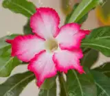 ROSY VARIETY GRAFTED ADENUM PLANT