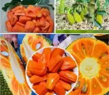 Gumless Red Jackfruit Grafted Hybrid Fruit Plant – Premium Red Flesh Low-Latex Jackfruit Plant