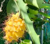 Yellow Dragon Fruit Plant – Sweet Yellow Pitaya Live Fruit Plant