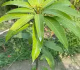 Honeydew Mango Plant (Grafted)