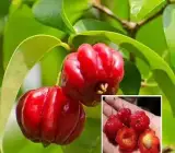 Red Surinam Cherry Fruit Plant – Sweet & Juicy Tropical Cherry Plant