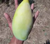 Totapuri Mango Plant (Grafted)