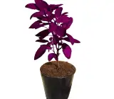 Krishna Basil Plant