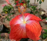 Austrian hibiscus- Grafting Plants