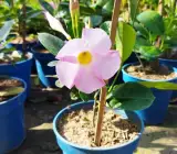 Allamanda flower light pink plants