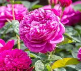 Climbing Rose Flower Plants