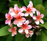 Plumeria(Pink) Flowers Plant