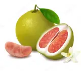 Pomelo (BATABI LABU) – Fruit Plants