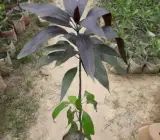 Black stone mango plants