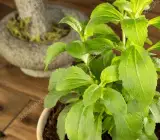 stevia Plant