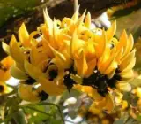 Yellow butea monosperma ( plash )Grafting flowers plant