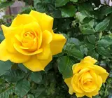 HYBRID GRAFTED ROSE FLOWERING PLANT(YELLOW)