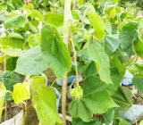 DOMBEYA FLOWERING PLANT(PINK)
