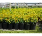Tecoma flowering plant (Yellow)