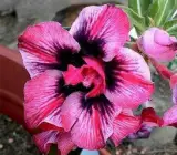 Rose VarietY Adenum Grafting Plant