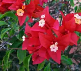 Spotted Red Bougainvellia