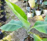 Tissu cultures Red Banana Fruit Plant