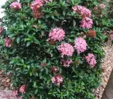 Chinese ixora FLOWER PLANT(PINK)