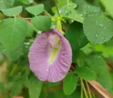 Asian pigeonwings Plant (Aparajita) PINK