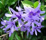 Neel Moni Lota Flower PLANT (Petrea Volubilis Volubilis)