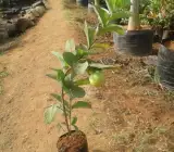 Vietnam all time guava plant