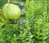 Guava kg Guava - Fruit Plant