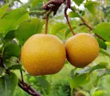 Asian Golden Nashpati Pear Grafted Fruit Plant – Premium Sweet Pear Live Plant