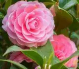 CAMELLIA FLOWERING PLANT(PINK)