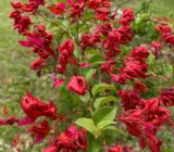 Chinese Sleeping Beauty Bougainvillea