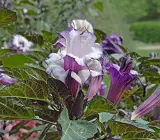 Raj Dhutra FLOWERING PLANT