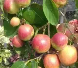 All Time Grafted Kasmiri Apple Ber Plant