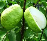 Baruipur Guava Grafted Fruit Plant – Premium Sweet Guava Live Plant