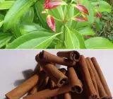 Cinnamon Dalchini Masala Plant