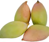 Totapuri Mango Plant (Grafted)