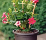 MANDEVILLA FLOWERING PLANT(RED)
