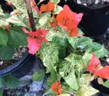 Orange Marble bougainvillea