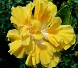 Austrilian hibiscus plant (YELLOW THOKA)