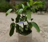 Baruipur Guava Grafted Fruit Plant – Premium Sweet Guava Live Plant